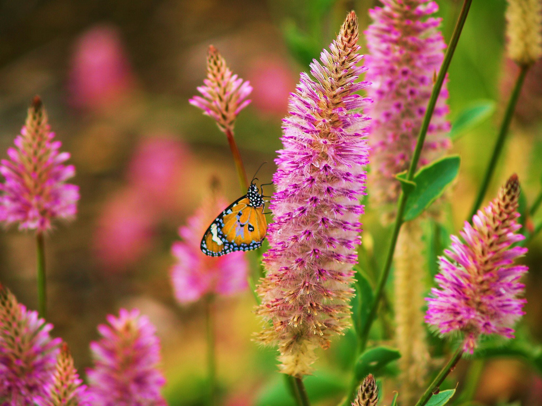 Connect Coaches Garden Tours Image -62b992026008d